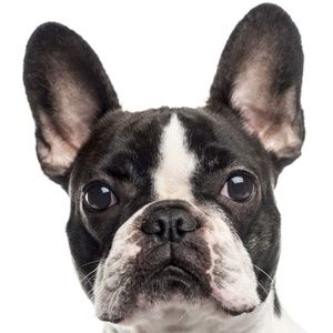 Meet your Posher, Catalina